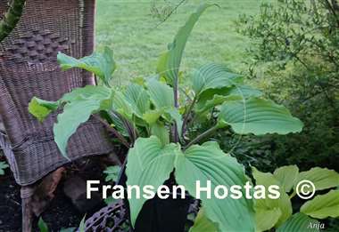 Hosta Chris' Black Ruffles